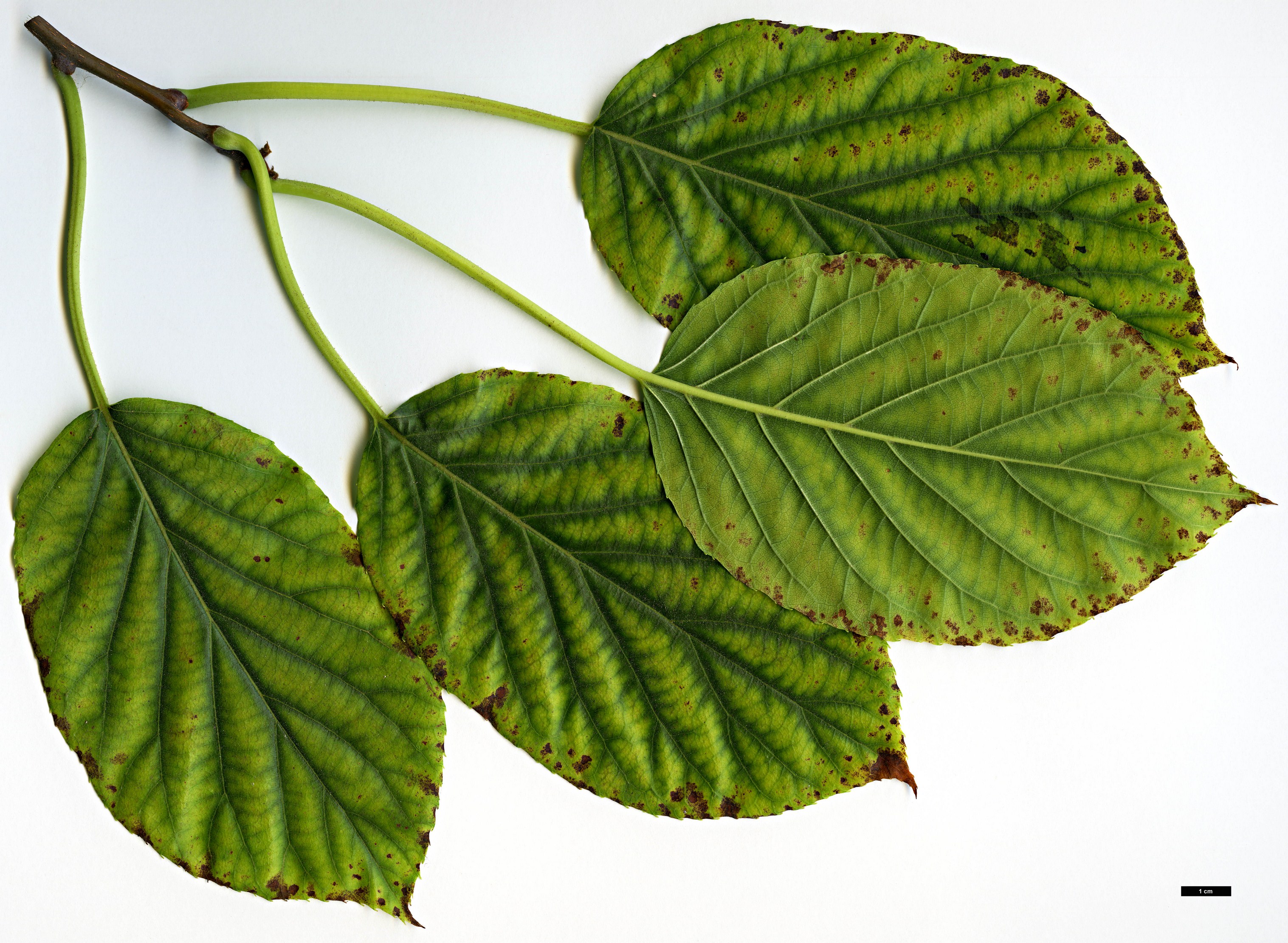 High resolution image: Family: Actinidiaceae - Genus: Actinidia - Taxon: rufa